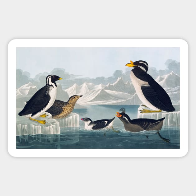 Group of auks and auklets, artwork (C011/2992) Sticker by SciencePhoto